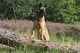 MALINOIS 065